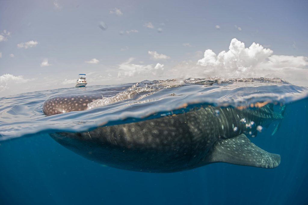 kika5017888_boat-on-horizon-Whale-shark-feeding-on-the-water-surface-Isla-Mujeres-Mexico-1024x683
